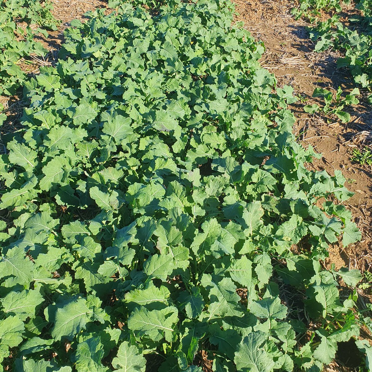CaptainCanola's tweet photo. 2023 @PacificSeeds Wallendbeen NSW Winter Hybrid Trial #Phenology #Grazing #Nrateresponse #DMProduction #GrainYield More research for NSW growers - Agronomy, Extension & New varieties. Thanks @kalyx_australia @schilgee @danrollsroyce @ResearchAgro72 @NicAmos86 @donny_benn https://t.co/O5L57Gfop1