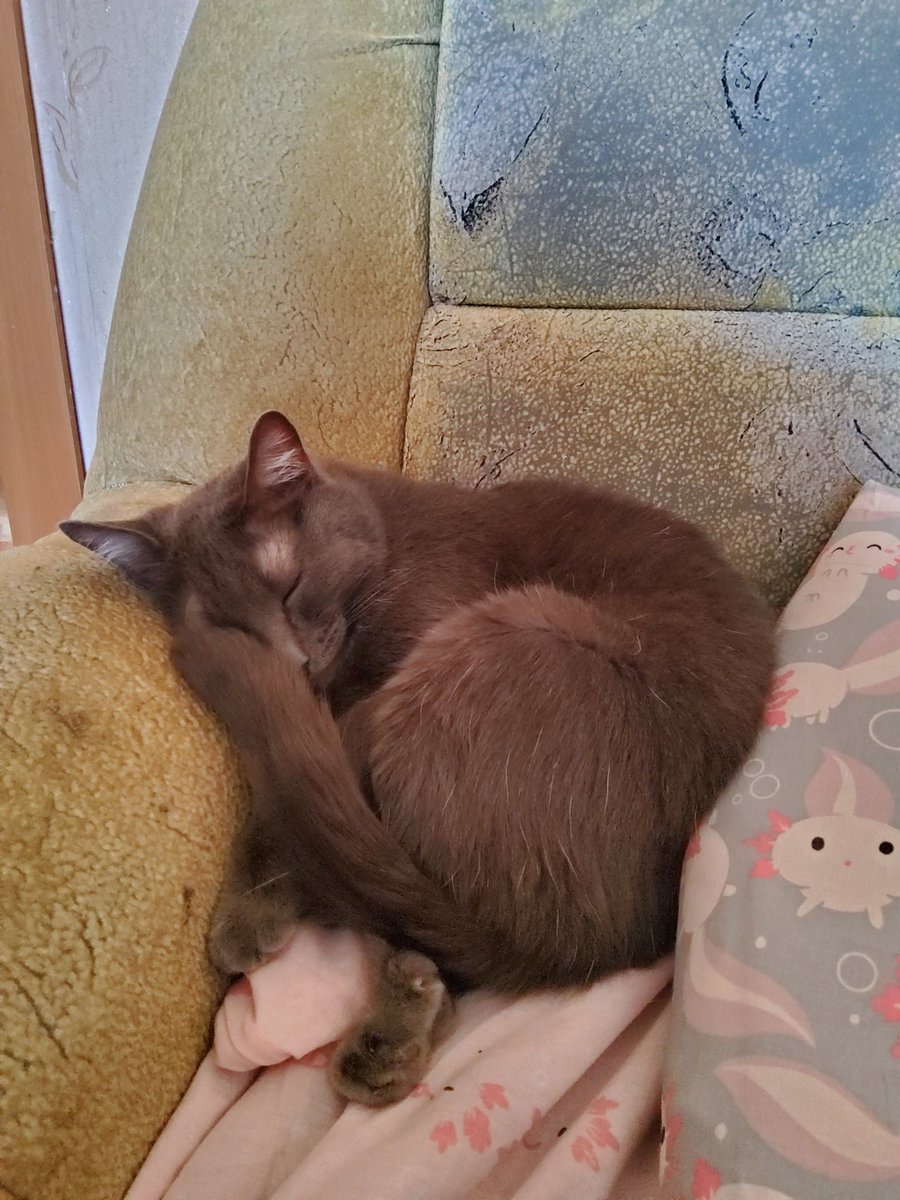 lionneedssleep's tweet photo. Надебоширил и спит, старый маразматик
//оч стилизовано вышло😶💦// https://t.co/kKxxIYrG54