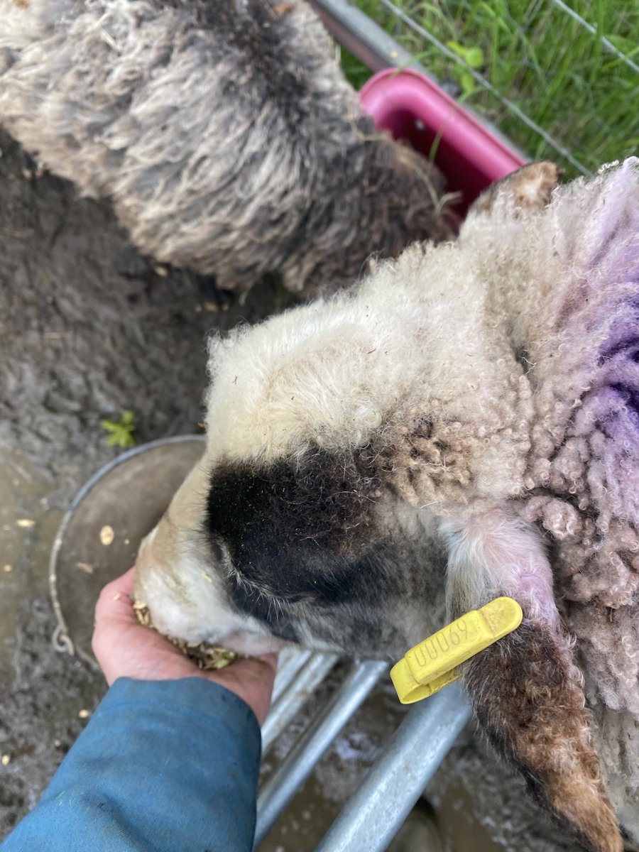 OurSacredGrove's tweet photo. After an exhausting but v exciting day yesterday back to the routine of proving breakfast for the flock… must get to my laptop by 9 for the start of Day 2 #ExtinctionConference ⁦@ciwf⁩ https://t.co/vLRlpL6sEt