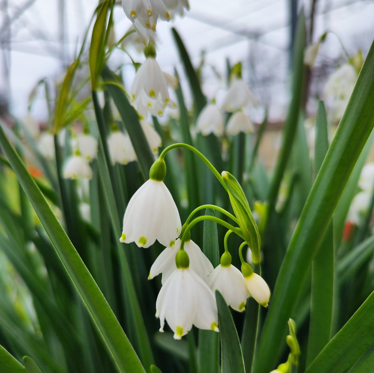 Good morning everyone ☀️
I love the feeling of spring 🌸🌱
Have a wonderful Friday friends 💚
#NFTCommunity