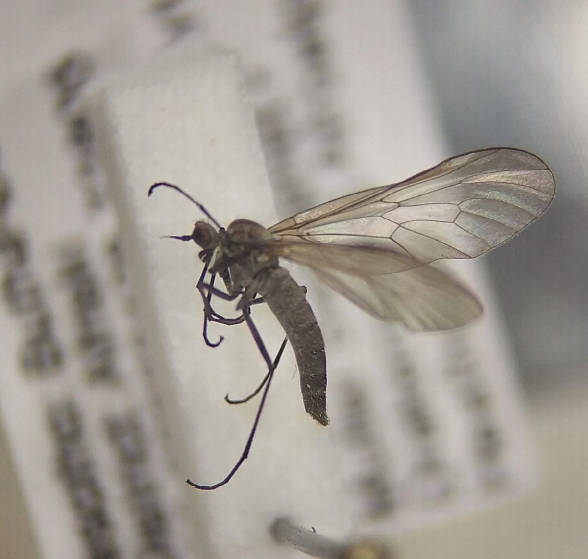 John Midgley tweet media