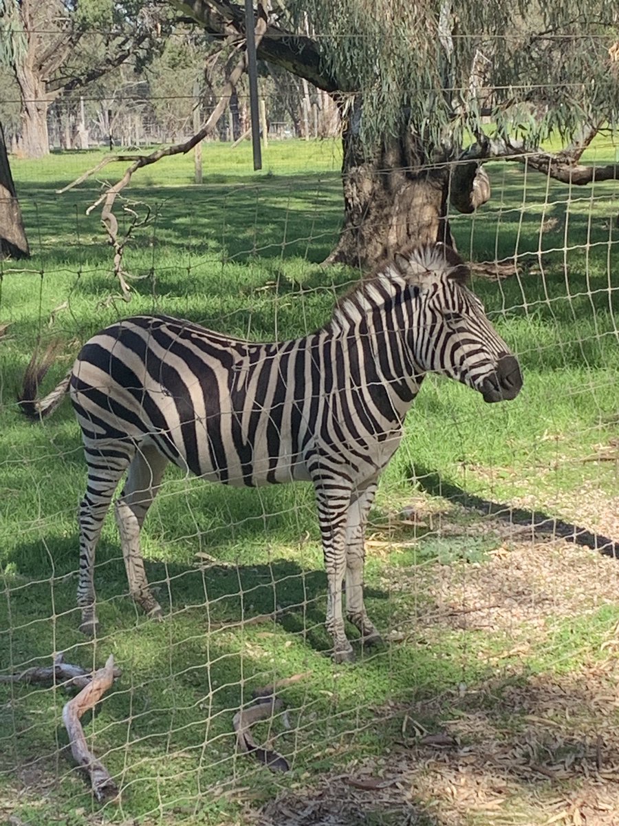 The whole school enjoyed the excursion to the Altina Wildlife Park today and got to see the animals up close.