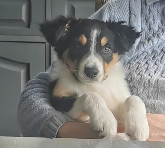 HartCollie's tweet photo. How grown up is #RubyTheRescue looking 😍😍😍 isn't she so pretty.
She's bouncy and absolutely fearless!!! #RubyFromWales https://t.co/N3JIXrmTSO