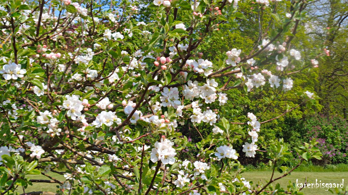 KarenBisgaard1's tweet photo. https://t.co/J56opqqcTm
#appleflowers #treeflowers #bloomingtree #spring2023 https://t.co/nEQz5KS6HT