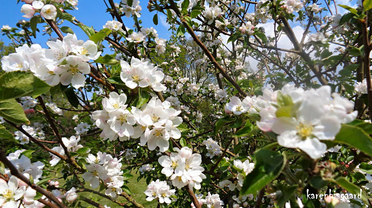 KarenBisgaard1's tweet photo. https://t.co/J56opqqcTm
#appleflowers #treeflowers #bloomingtree #spring2023 https://t.co/nEQz5KS6HT