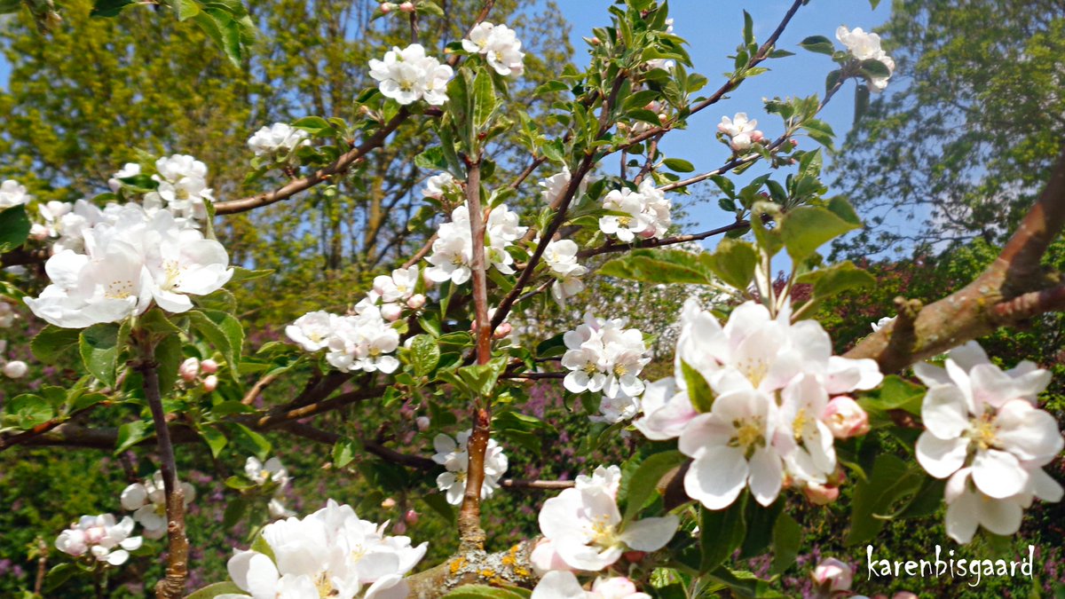 KarenBisgaard1's tweet photo. https://t.co/J56opqqcTm
#appleflowers #treeflowers #bloomingtree #spring2023 https://t.co/nEQz5KS6HT