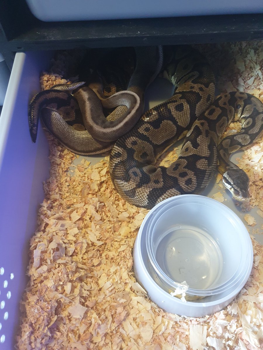 BrianChamier's tweet image. Lock number 6 for the season.
Pairing Axanthic VPI Genetic stripe to Pastel Yellow Belly het Axanthic VPI
#ballpythonmorphs #ballpythoncommunity #ballpythonsofinstagram #ballpythonbreeder #ballpython #snake #reptiles #reptilesofinstagram #snakesofinstagram #animals #pythonregius