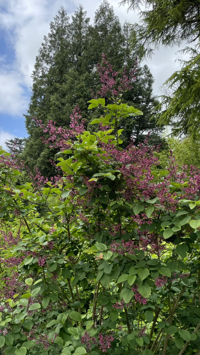 Samhja's tweet image. After a packed 3 days in Glasgow @BritishPainSoc #BPSASM2023, home again in my garden and reflecting back on the great feedback on this session. Thanks again to @FeliciaJCox @greenfield_d &amp;amp; Matt Brown for a perfect mix of lived experience, research, data and clinical direction!