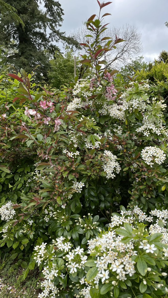 Samhja's tweet image. After a packed 3 days in Glasgow @BritishPainSoc #BPSASM2023, home again in my garden and reflecting back on the great feedback on this session. Thanks again to @FeliciaJCox @greenfield_d &amp;amp; Matt Brown for a perfect mix of lived experience, research, data and clinical direction!