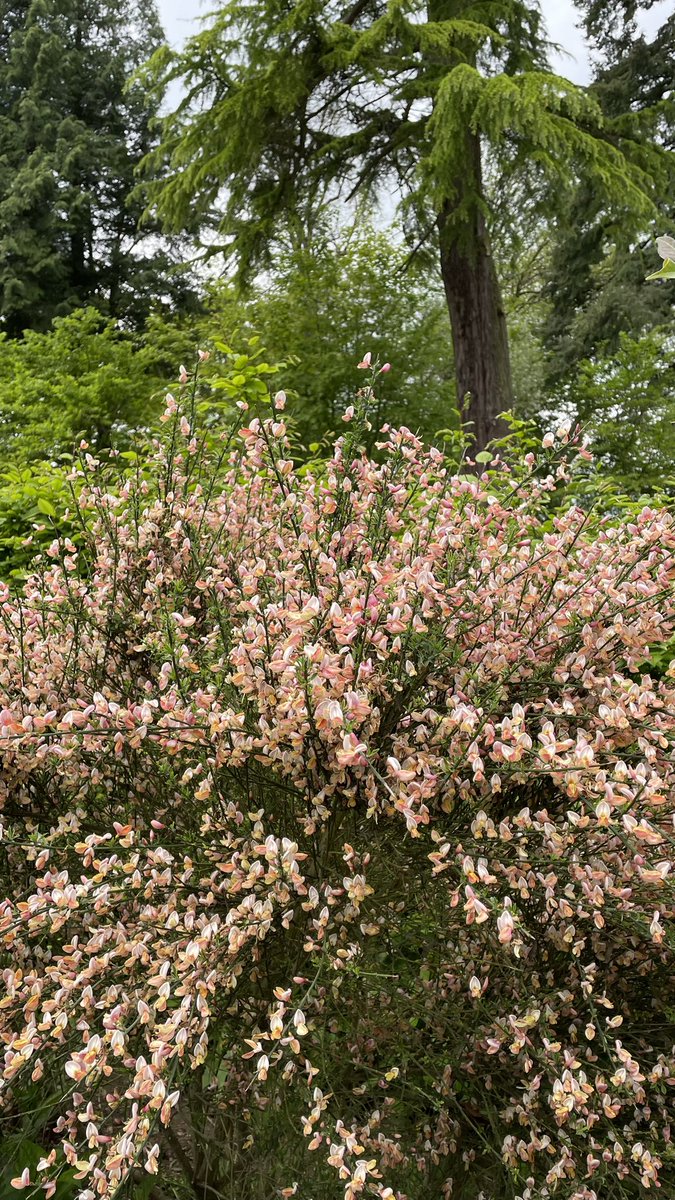 Samhja's tweet image. After a packed 3 days in Glasgow @BritishPainSoc #BPSASM2023, home again in my garden and reflecting back on the great feedback on this session. Thanks again to @FeliciaJCox @greenfield_d &amp;amp; Matt Brown for a perfect mix of lived experience, research, data and clinical direction!