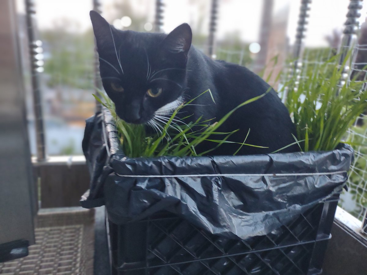 WillhelmLoafCat's tweet photo. Gaia in the cat grass!

#CatsOfTwitter #CatsOnTwitter #fridaymorning https://t.co/cmCFPsgYTy
