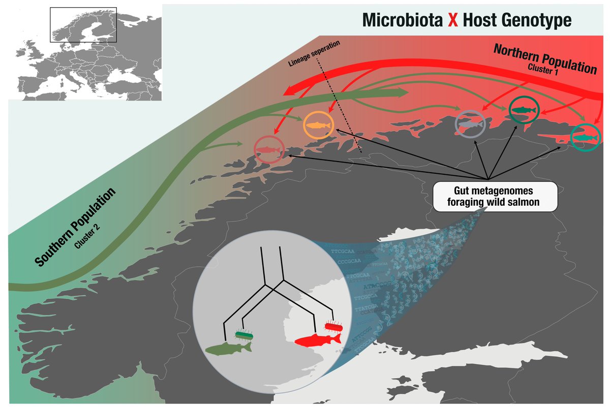 Happy Friday! Look forward to presenting my recent results about #codiversification and #hostmicrobe interactions 🦠 in wild #Atlanticsalmon 🐟 as a #Highlight at @MicrobiomeVIF on the 17 of May! 
If interested, have a look! 👨‍🔬 Hope to see you there🤠
shorturl.at/fjpwC