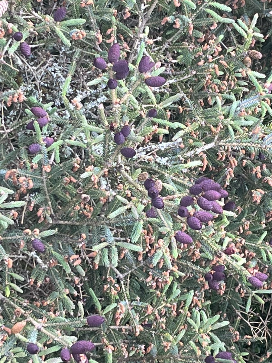 AvondaleBeyond's tweet photo. Have you ever seen the purple cones?
Discover the forest from a new perspective, visit the Treetop Walk and enjoy this unique experience
Treetop Walk experience is open daily from 09:00
#treetopwalk #avondaleforestpark https://t.co/dET2YIOaUn