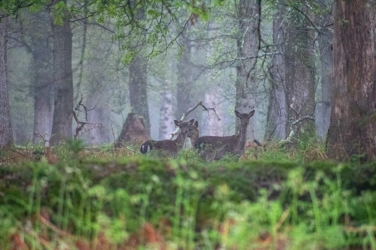 Tracking_Signs's tweet photo. Good morning ☁️

Three Fallow on Tuesday morning when it was misty 🥰🦌

Happy Friday and weekend everyone 🤗💞🌍🕊️

#Deer #Fallow #TwitterNatureCommunity
@BritishDeerSoc @Natures_Voice https://t.co/kYqQz4QNBW