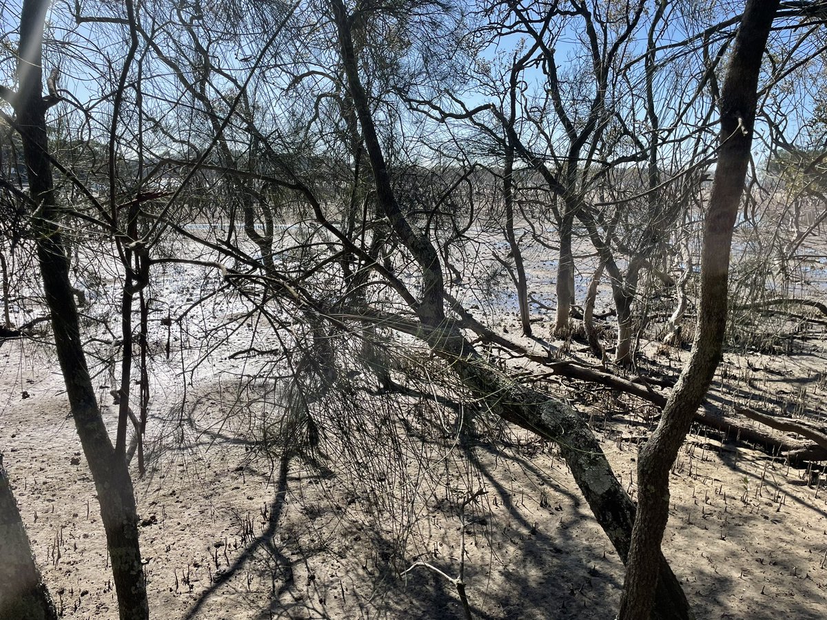 BradDawes83's tweet photo. Today, my year 2 class visited The Royal National Park which is part of our English/Geography (informative writing). 
Students were able to immerse themselves within nature, learning about the park’s flora and fauna and its beautiful landscapes #acuedu_p https://t.co/r8GDEziz5m