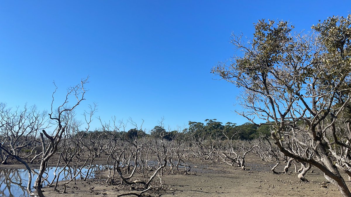 BradDawes83's tweet photo. Today, my year 2 class visited The Royal National Park which is part of our English/Geography (informative writing). 
Students were able to immerse themselves within nature, learning about the park’s flora and fauna and its beautiful landscapes #acuedu_p https://t.co/r8GDEziz5m