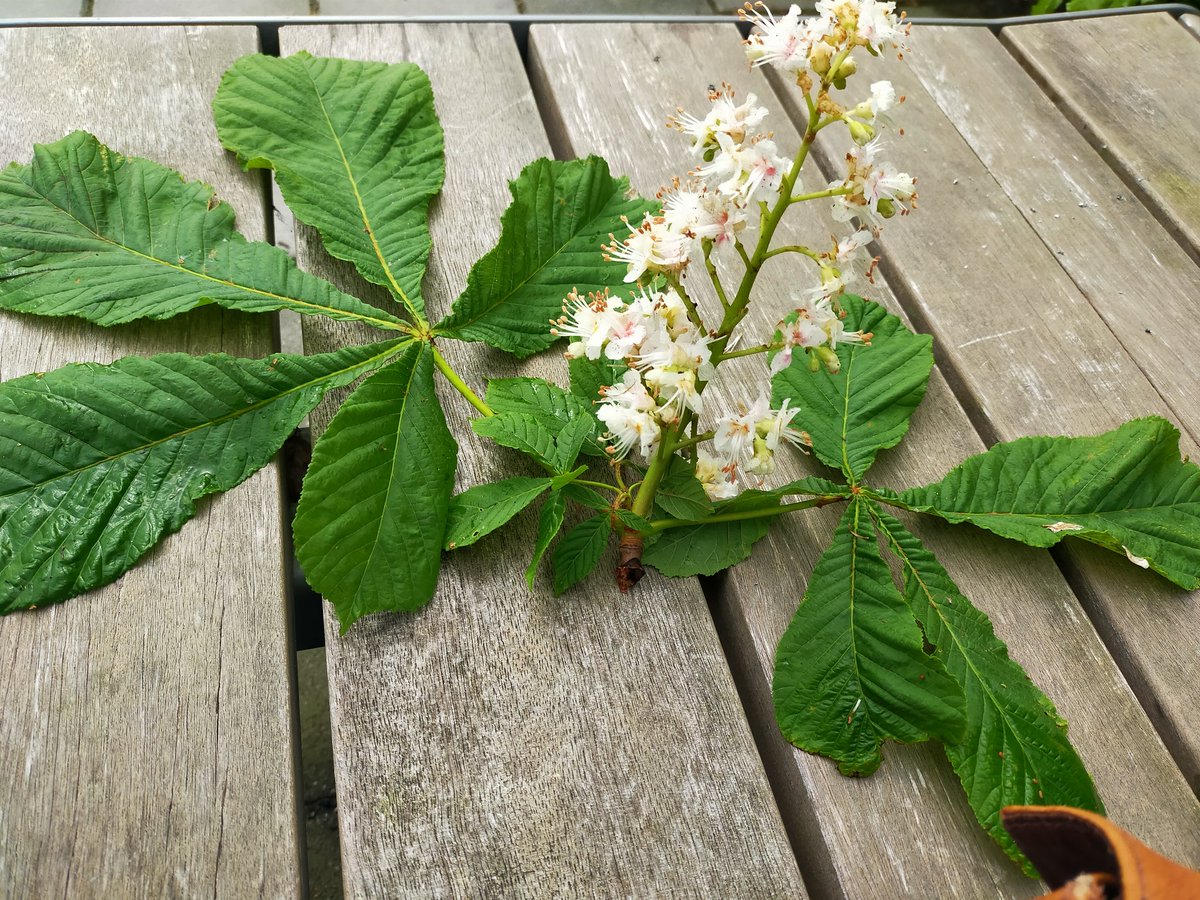 Meestal vind je deze niet zo laag bij de grond. Wat een enorm geurige bloesem!