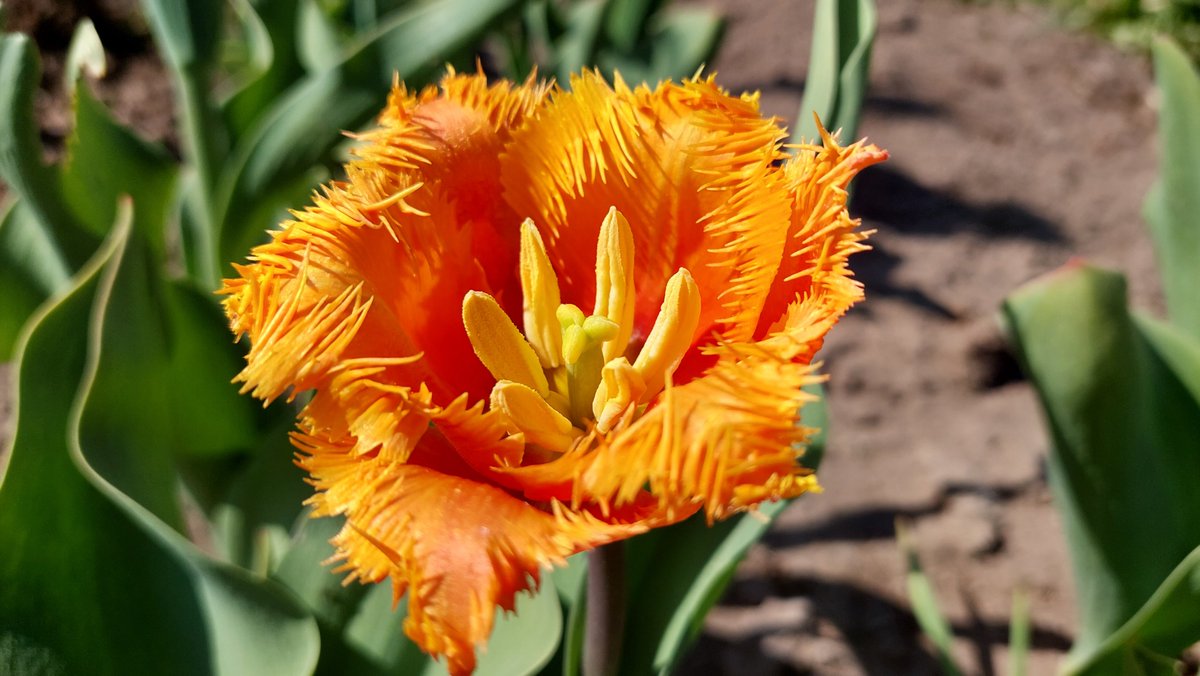 Vēl tulpītes 

#tulips  # twittergardening