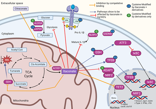 Biochem_Journal's tweet photo. In this #BiochemJ review, @EmDay4 & @laoneill111 discuss how itaconate and its derivates modify the proteoform and what this means for developing new anti-inflammatory therapeutics. https://t.co/076j5kFsIx https://t.co/nHiWuGr0Pz
