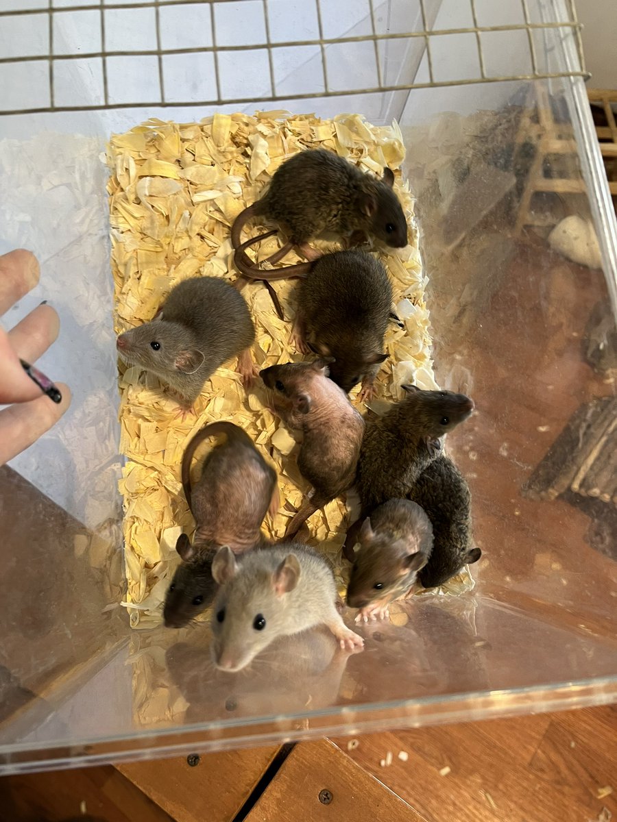 AuroraRattery's tweet photo. My daily growth pictures are getting more blurry and erratic as they get older #aurorarattery #rats #petrat #RatsOfTwitter https://t.co/xbMRgJ3giO
