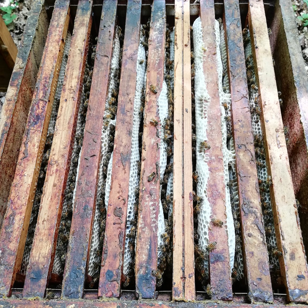 BLacourcelle's tweet photo. Un peu de #miel d'acacia malgré une météo difficile en ce printemps...😉
#apiculture #AB #mielbio #mieldacacia #bioetlocal #directproducteur #mielfrancais https://t.co/v6KgZ4O2I5