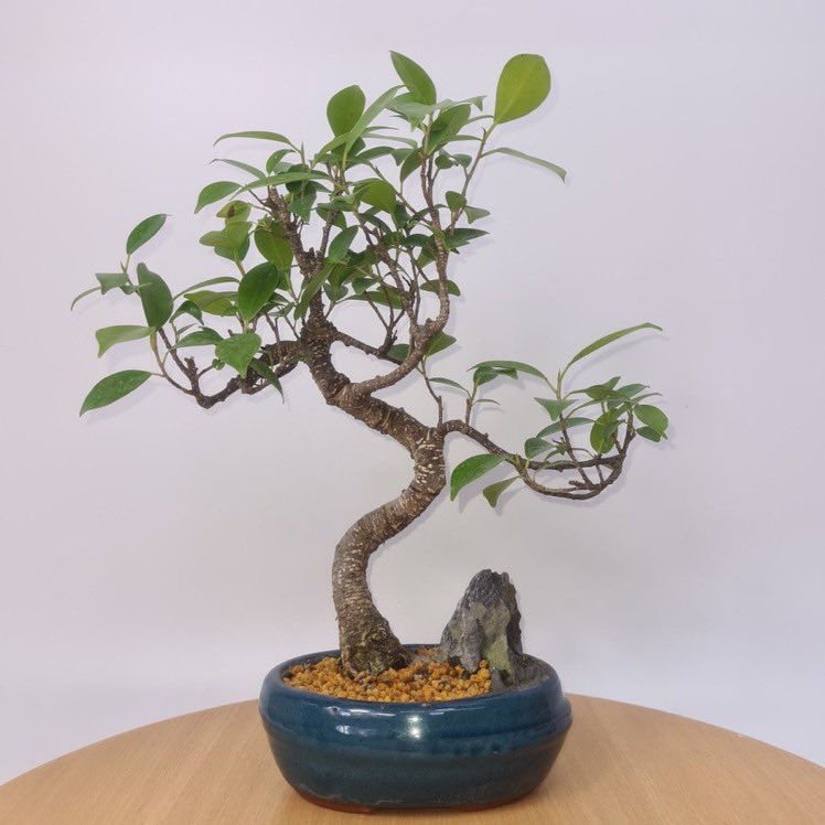 able2uk's tweet photo. RT &amp; Follow to stand a chance to #win this awesome Bonsai tree from Yorkshire Bonsai. Comp closes midnight on Monday 15 May. For more info go to https://t.co/IaaF22q4t4 https://t.co/VK7d1P8xVk