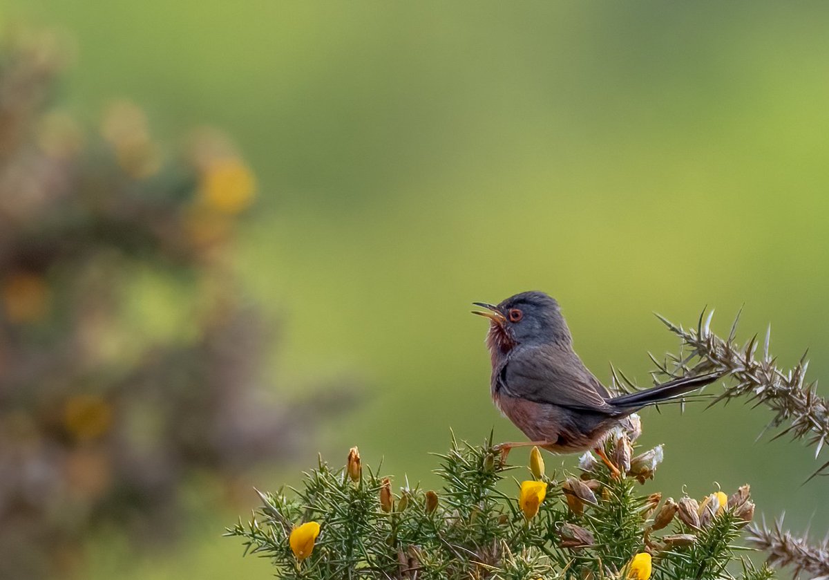 SimonRidley14's tweet image. Sing it loud. Sing it proud
#DartfordWarbler #perched in the top of a #gorse #bush singing loudly
#bokeh @UKNikon @NikonEurope #BirdsOfTwitter #bbcwildifepotd #nikoncreators #createyourlight #TwitterNaturePhotography