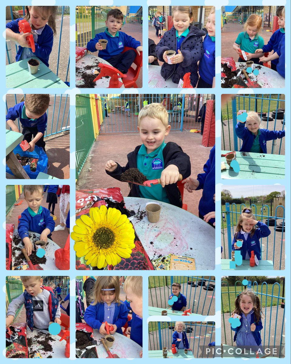 missgbinding's tweet photo. Dyma ni yn plannu ein hadau🌻 Here we are planting our sunflower seeds🌻 https://t.co/dBwh7ijm77