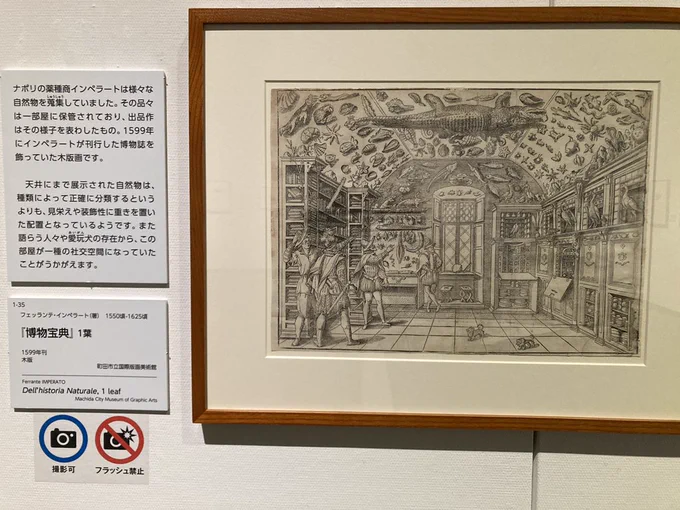 町田版画美術館の自然という書物展に行ったんですけど、脅威の部屋(博物館の前身)を描いた版画にあの我々霊長類の憧れのインテリア、天井ワニのオリジンっぽいものがあって一番感動しました (吊られておらず腹と背も逆なので本当にオリジンかは分からない)