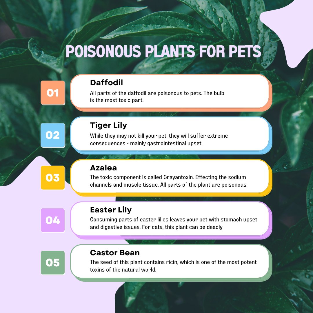 Some poisonous plants for pets that might be in your garden🌿

#garden #gardening #gardentips #gardeningtips #gardenadvice #gardeningadvice #gardeninghints #gardenpets #gardeningtasks #gardeningjobs