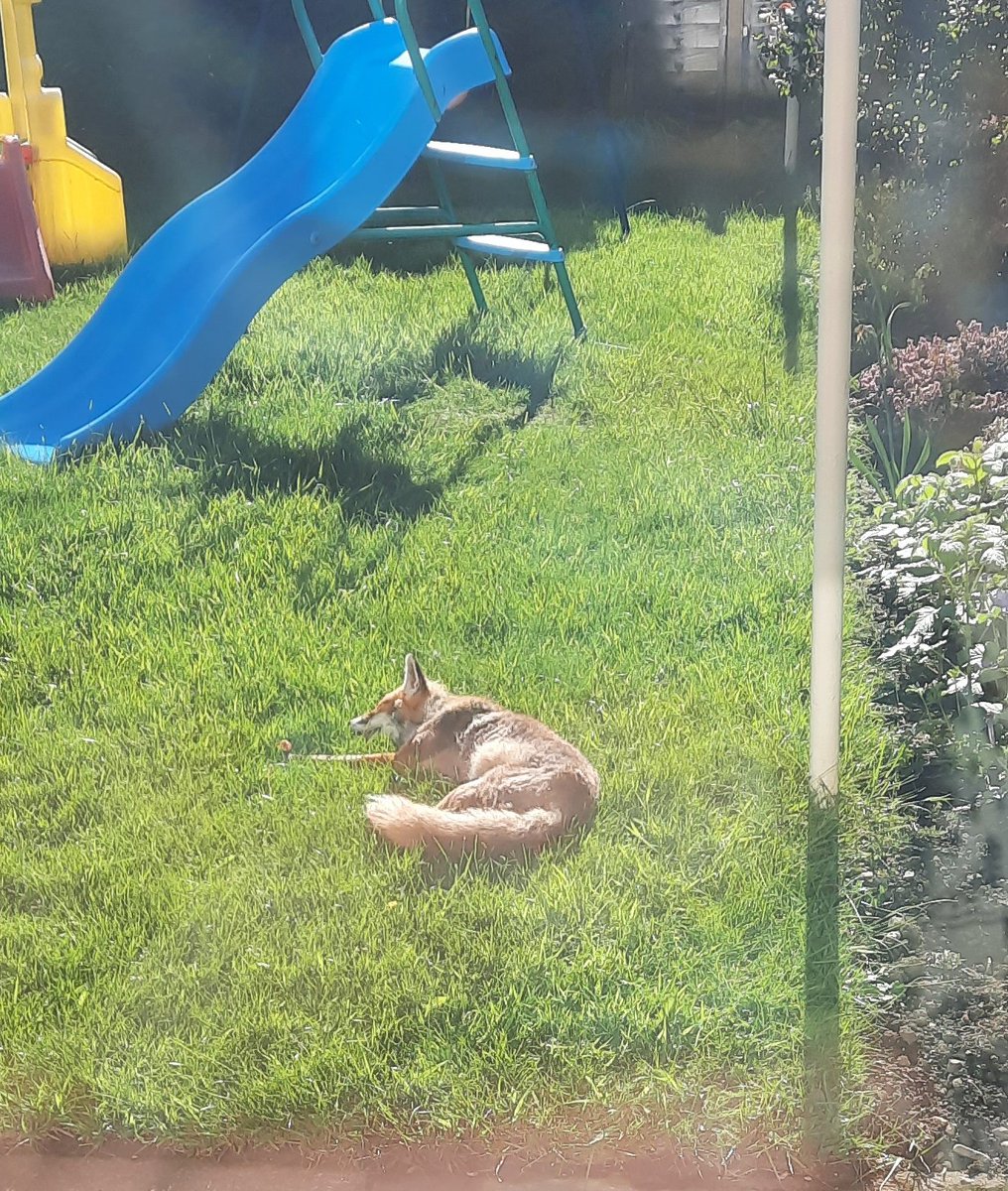 anystylepicpro's tweet image. Good morning... 
Write me anything in any style about the brazen fox that now seems to be my sidekick or pet.
We don't feed it, I don't know what it's up to. Sly.
Don't forget the #anystylepicprompt tag.

#WritingCommunity 
#microflash 
#Prompts