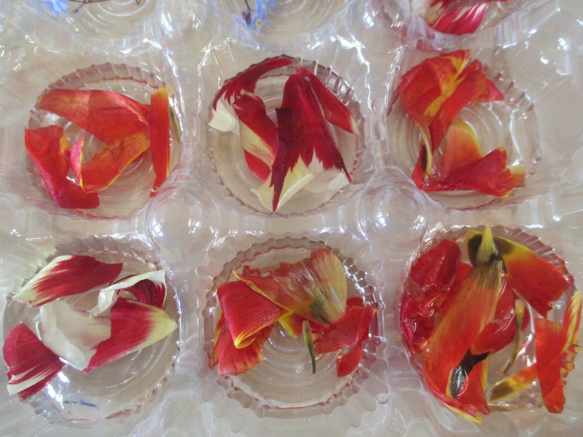 PerryfieldsS's tweet photo. We have been making the most of the spring flowers we have grown and froze some in ice.  The children released the flowers by melting the ice with their warm hands and we talked about the beautiful colours. https://t.co/LaeOSK3r45