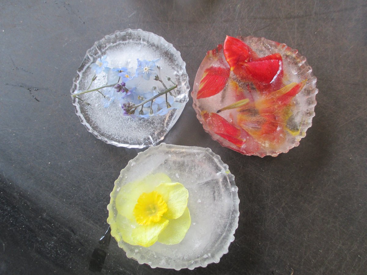 PerryfieldsS's tweet photo. We have been making the most of the spring flowers we have grown and froze some in ice.  The children released the flowers by melting the ice with their warm hands and we talked about the beautiful colours. https://t.co/LaeOSK3r45