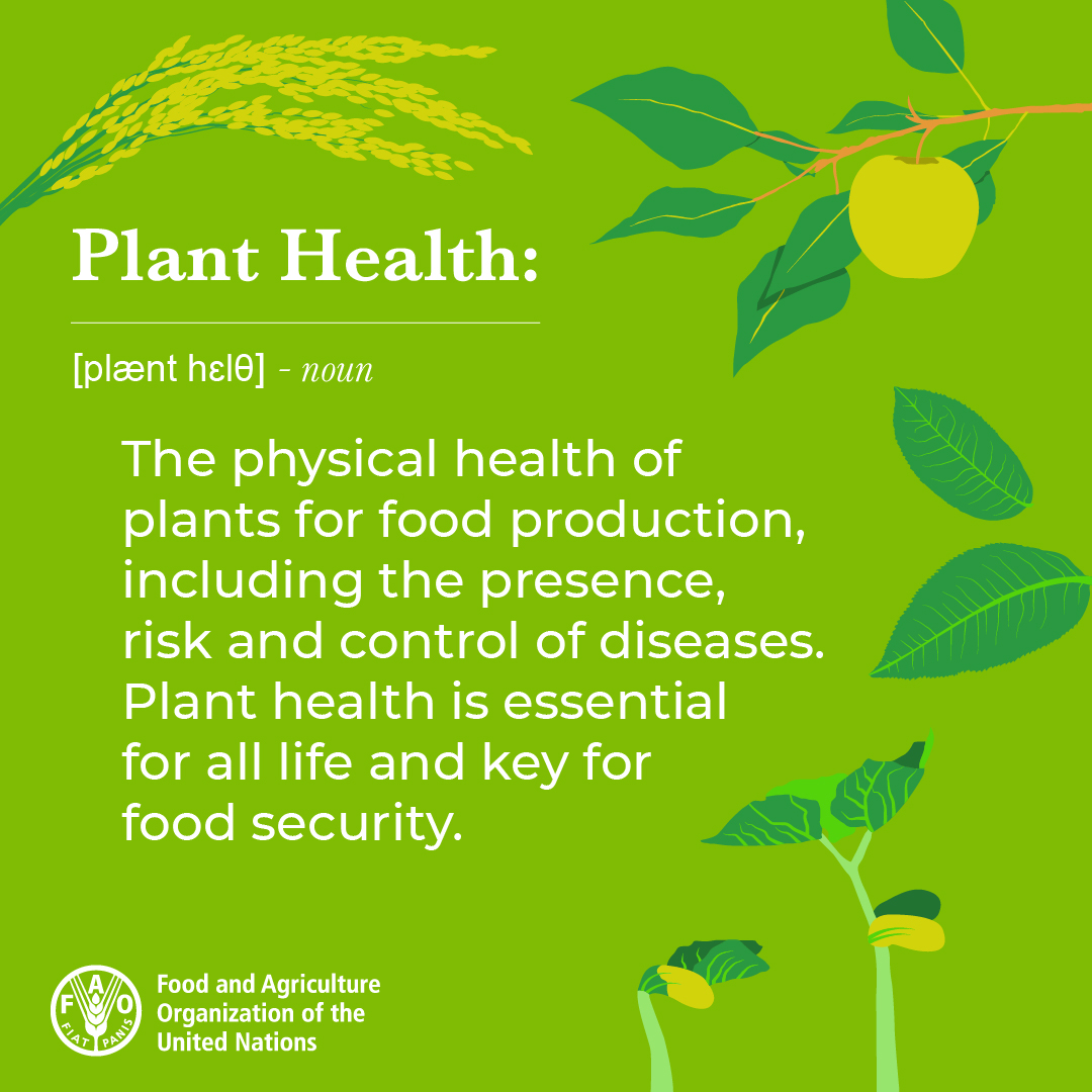 🌱Plants are life.

We depend on them for food, oxygen and so much more...

Protecting #PlantHealth is not optional.

Learn more 👉 bit.ly/3C5PbF0