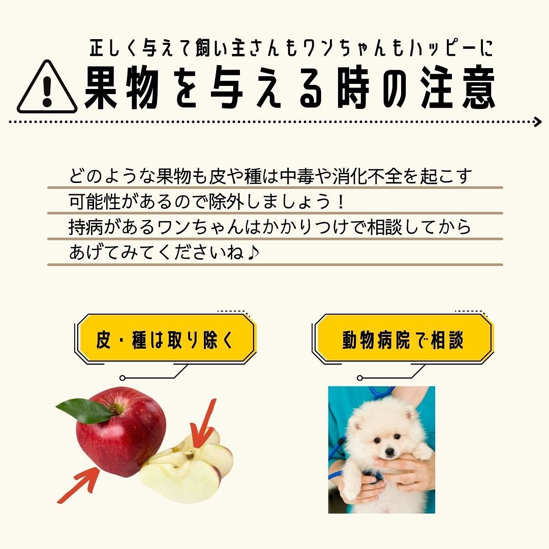WANDEL_official's tweet photo. 今日は #アセロラの日 らしいっす〜📆 
ワンさん🐶もアセロラは食べれるっす😋 
ただし種は取り除くのがどんな果物🍎を与える時でも絶対っすよ✅
#犬好きな人と繋がりたい https://t.co/cYxwDcnYZI