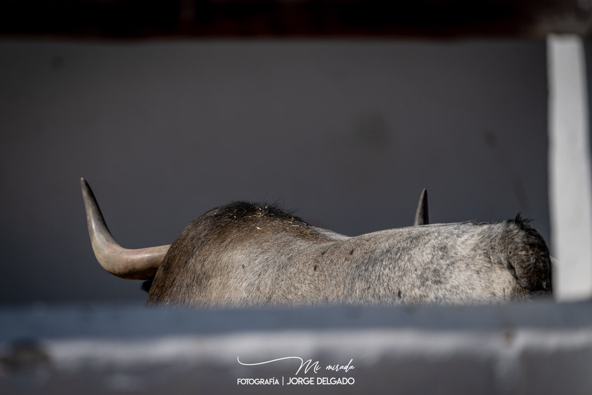 Esperando su día el día de su función , el día que luchas y combates por su vida, el día de la batalla final, tranquilidad y calma en el Batan, un sitio que hace de madrid más original y más taurino , ven al Batan y disfruta del toro con serenidad y calma. 

#elbatan #madrid