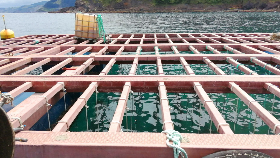 misPeces Acuicultura tweet media