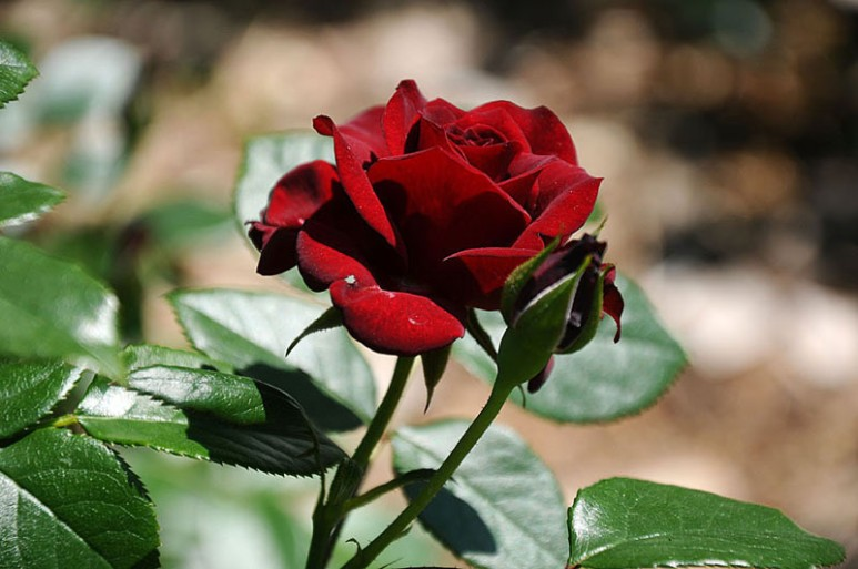 aburajin7's tweet photo. #薔薇 #RedBeads #Rose #赤い薔薇 https://t.co/XaPtj8Wdps