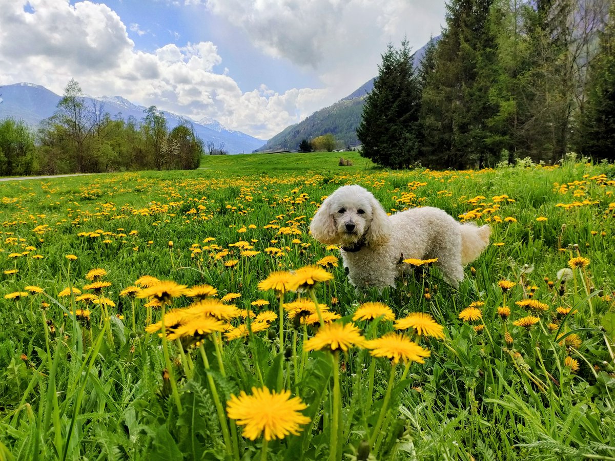 Previsioni #meteo per il week-end? Ma... 😎 !!
Intanto godiamoci questa mattinata che poi si vedrà 💮🚶‍♀️🐕‍🦺 !!
#passeggiata #valdisolevibes #Primavera