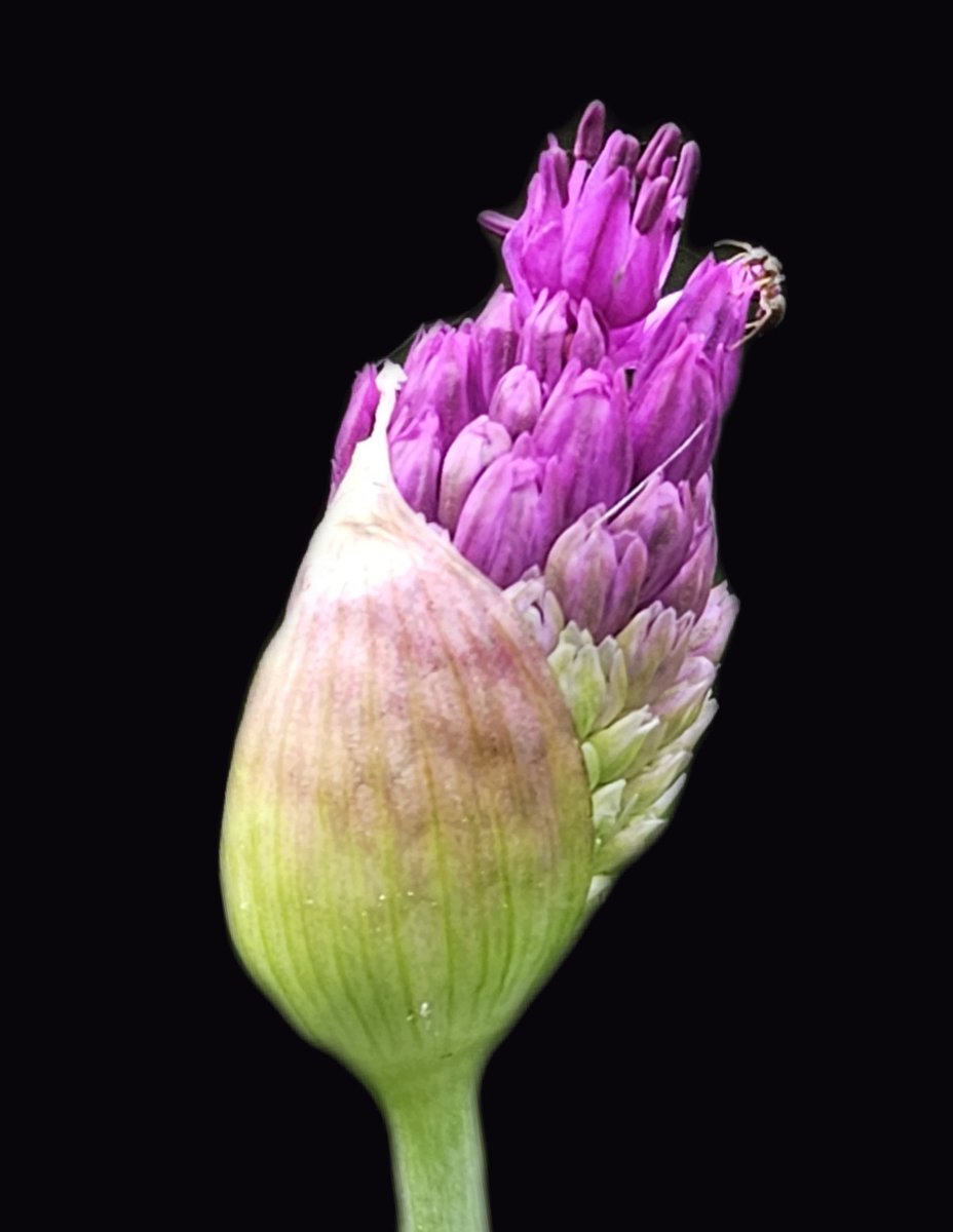 Ames Collection tweet media