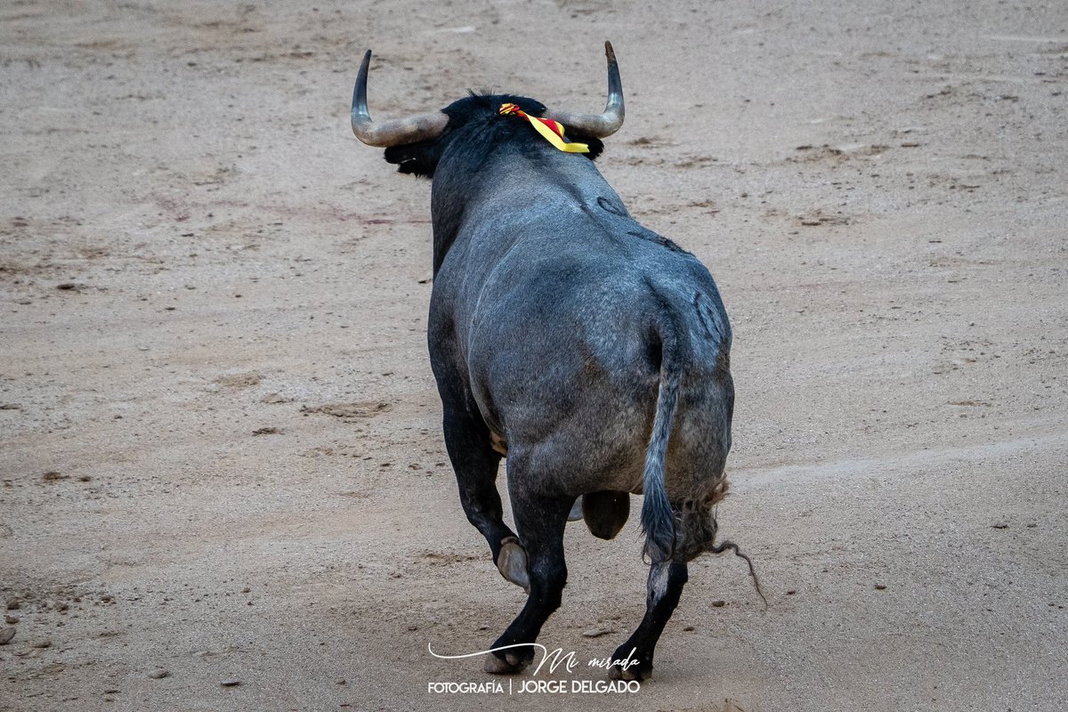 Desde la “Azotea” tendido 4 alto y molestando de los vecinos de localidad, doy las gracias por su comprensión. 

Madrid primera de Abono. 

Toros de “La Quinta”
<a href="/elJuli/">El Juli</a> 
<a href="/RocaRey/">Andrés Roca Rey</a> 
#Alvaroalarcon 
<a href="/LasVentas/">Plaza de Las Ventas</a>
