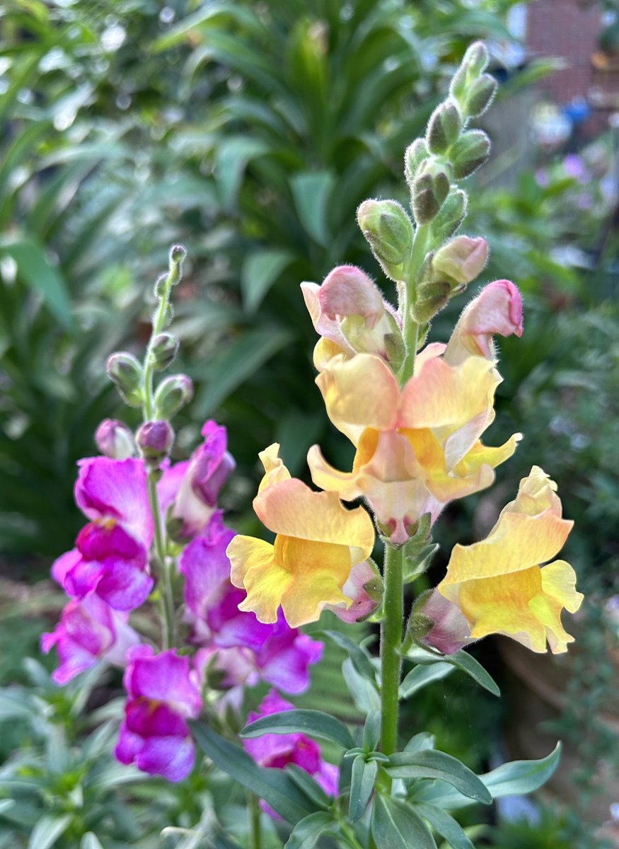 #FlowersOnFriday are my seed grown snapdragons ‘circus clowns’ These are some unusual and beautiful colors. 😃

#GardeningTwitter  #Snapdragons  #Flowers  #Flowerphotography #mygarden #Gardening #todaysflowers