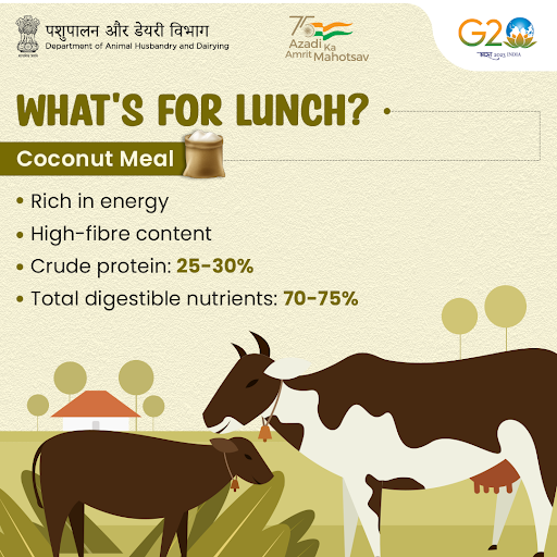 Dept_of_AHD's tweet photo. #DYK | In many tropical countries, coconut meal is an important protein supplement for livestock.
#AnimalHealth #AnimalWealth #FeedAndFodder #AnimalHusbandry https://t.co/u9Dw8BRtaJ