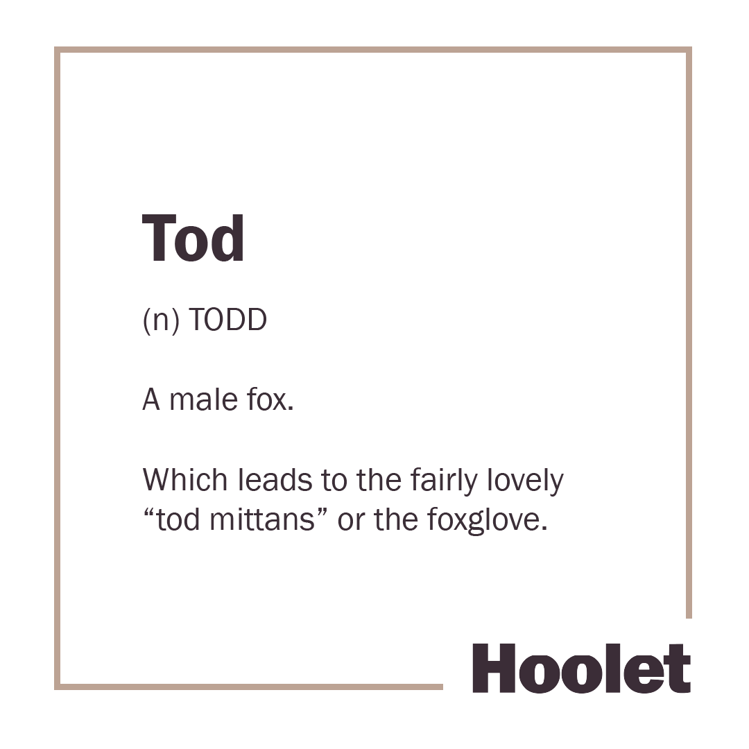 hoolet_hoots's tweet photo. Scots animal of the week is a tod or male fox.

A todhunter is a foxhunter, and children could be found playing "hunt the tod" or hide and seek. A less well-known and equally lovely term is "tod mittans" or the foxglove.
#ScotsWords #HooletHoots https://t.co/3GwJpEkQaP