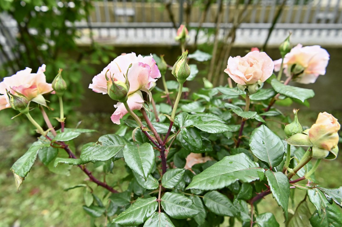 Wie schön, heute hatte ich endlich mal wieder die Gelegenheit, mich mit meinen Kolleg*innen im Generalkonsulat in #München auszutauschen und konnte auch gleich den hübschen #CoronationGarden des Konsulats einweihen! 🌹💐