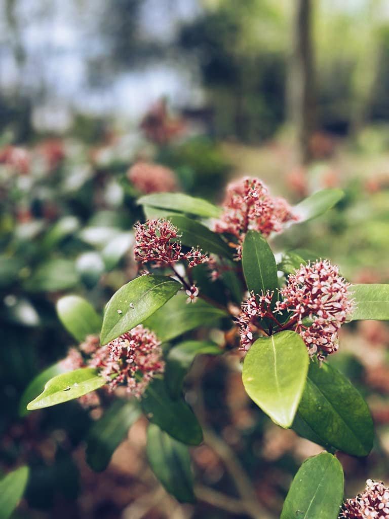 Skimmia 🌳 #garden #gardening #gardentools #gardentool #gardenjobs #gardenersofinstagram #gardengram #gardenersofig #gardenersofinsta #gardenlife #gardendesign #gardenphoto #gardenphotography #picoftheday #foryou #foryoupage