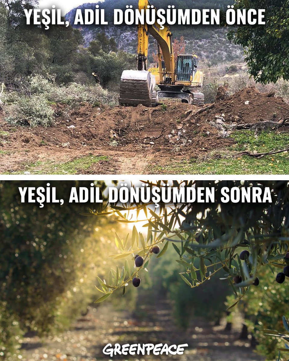 Anadolu’nun kadim zeytinlikleri, birçok kez madencilik faaliyetlerine, imara, enerji projelerine açılmak istendi. Ancak zeytin üreticileri, yaşam savunucuları, sivil toplum örgütleri ve sendikaların mücadelesi ve direnişi sonucunda zeytin ağaçları bugüne kadar korunabildi.+