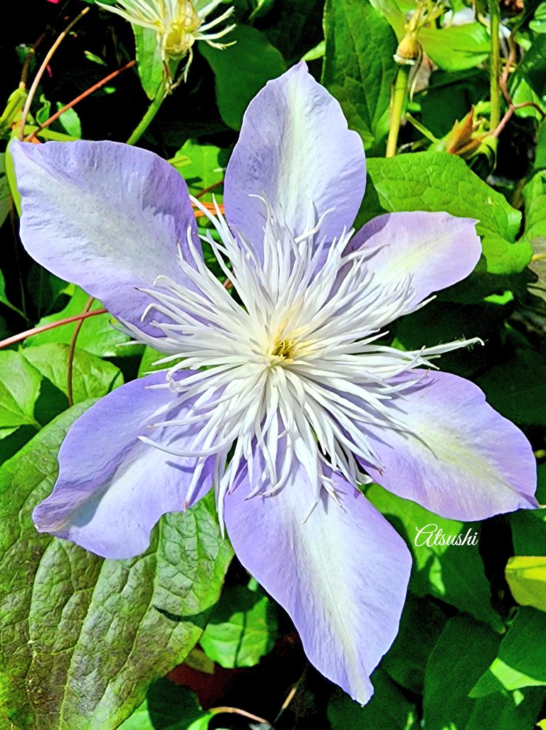 Clematis flower called 'Crystal fountain' #FlowersOnFriday