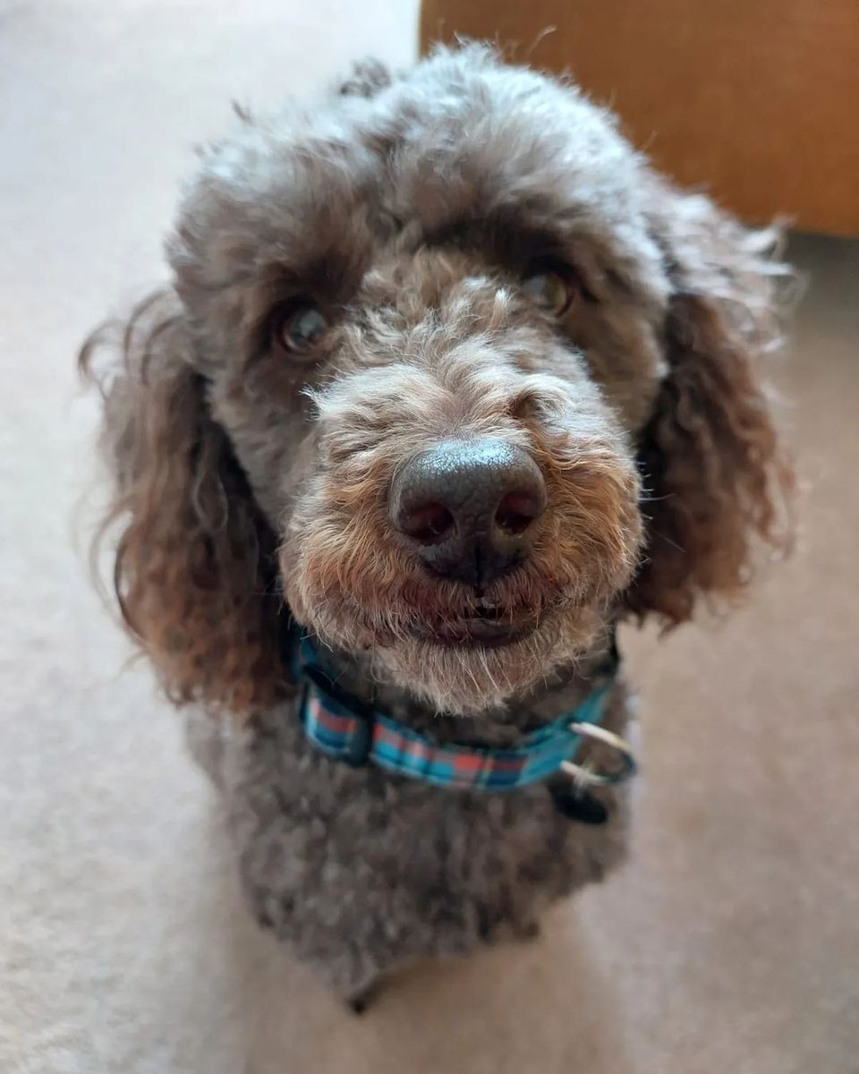 This is miniature poodle Ziggy's 'is it dinner time yet?' face 😆