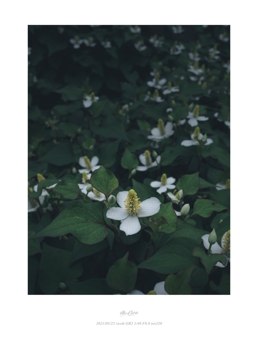 m_e_w_012's tweet image. 今週の　#らんまん　のサブタイトルはドクダミでしたね。
この花が好きで毎年咲くのを楽しみにしてるよ。
#grsnaps
#gr2